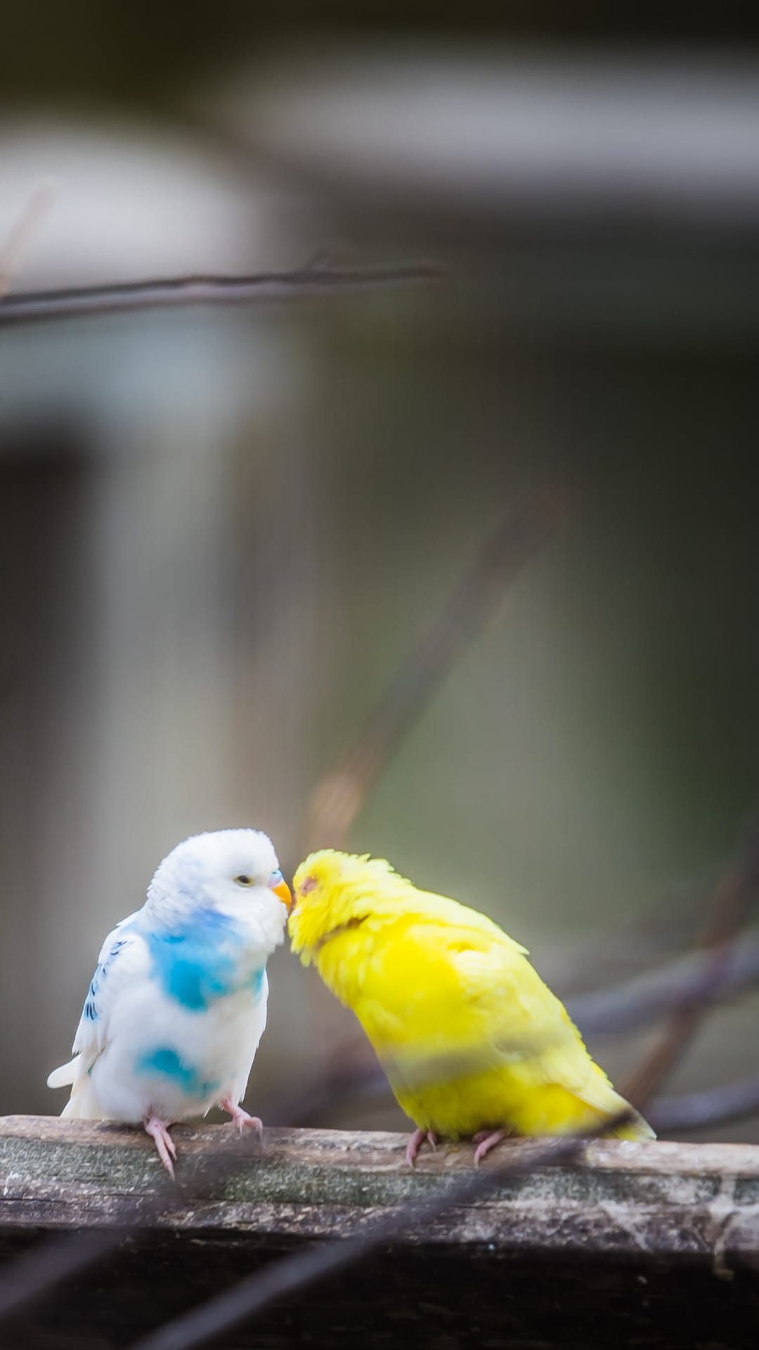 White and yellow budgies touch beaks on a weathered wooden branch against a soft green blurred background.