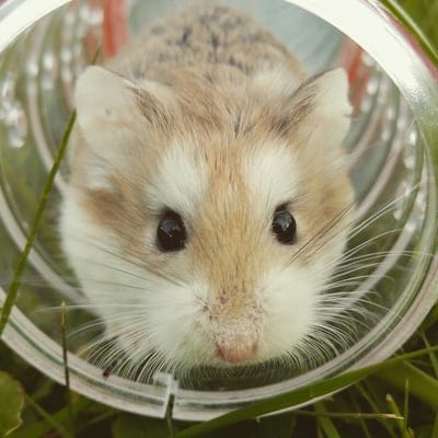 Rats wallpaper,cute Rat,cute Rat wallpaper,Rats,Rats background