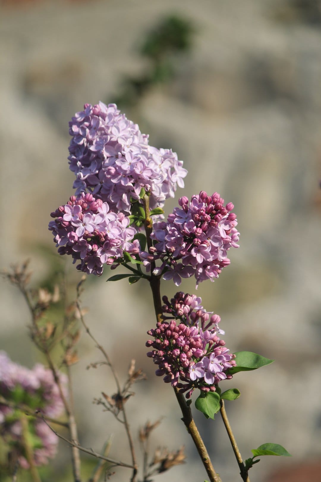 Purple lilac flower clusters glow under soft sunlight against a blurred green and lavender background in close-up.