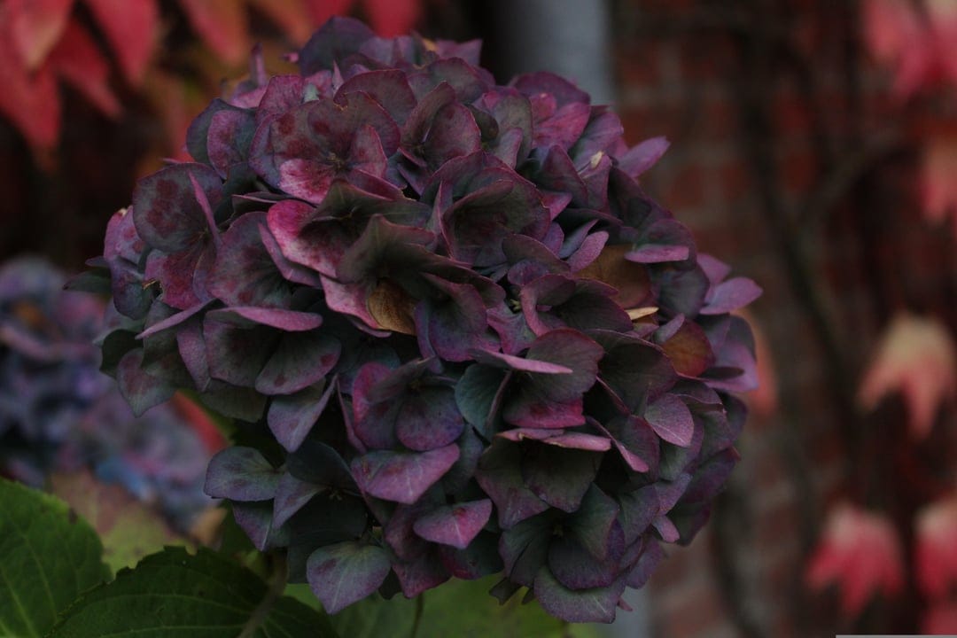Purple hydrangea petals with velvety texture against a blurred background of red autumn leaves and brick wall.