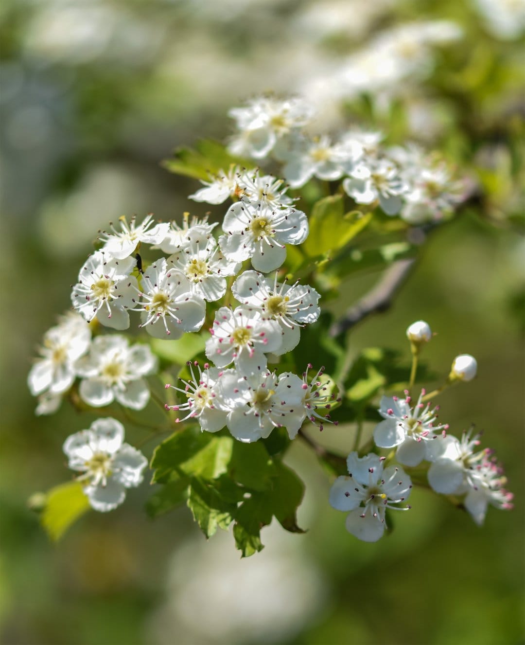 Hawthorn blossoms with crimson anthers and white petals are illuminated by sun rays against a soft green backdrop.