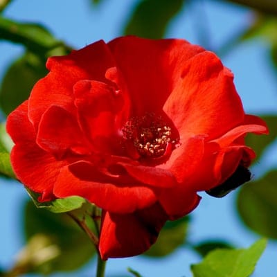 Red rose with velvety petals stands against a clear blue sky, surrounded by lush green leaves in bright sunlight.