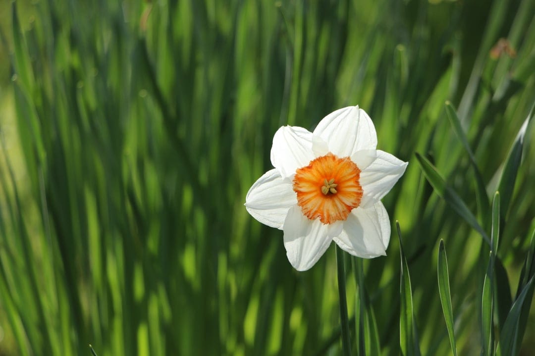 Single white daffodil featuring an orange trumpet center sits in lush green grass under bright spring sunlight.