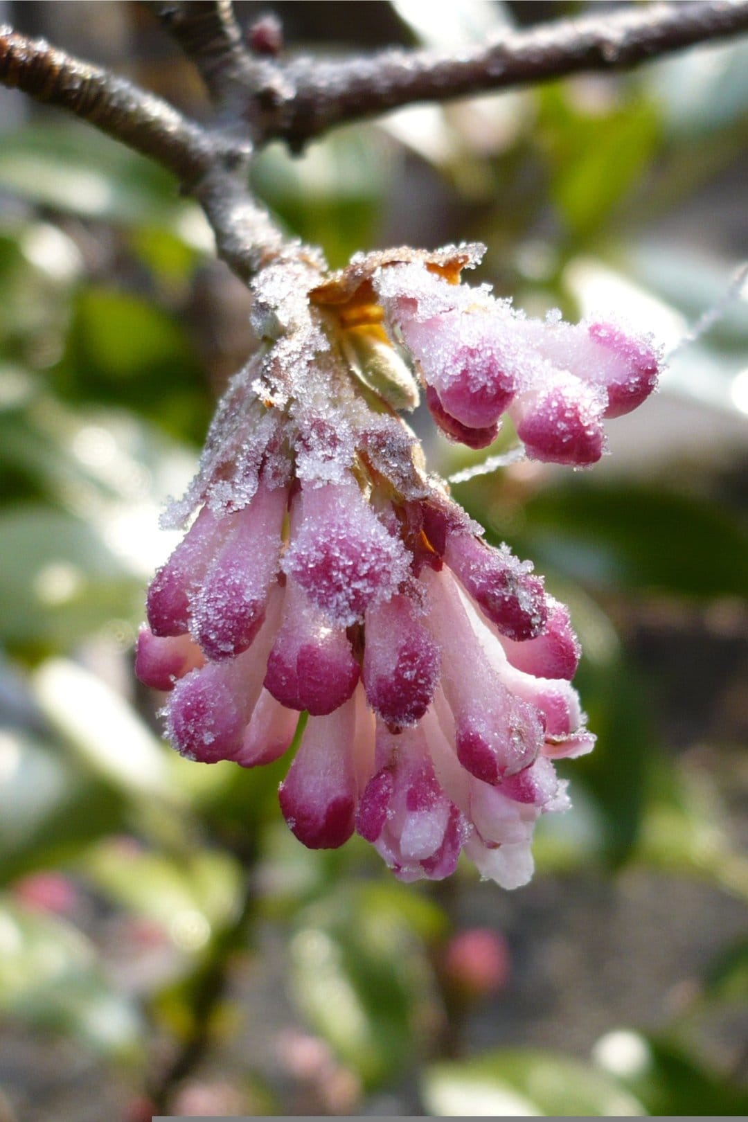 Pink flower buds covered in white ice crystals on a thin branch with a blurred green background in macro view.