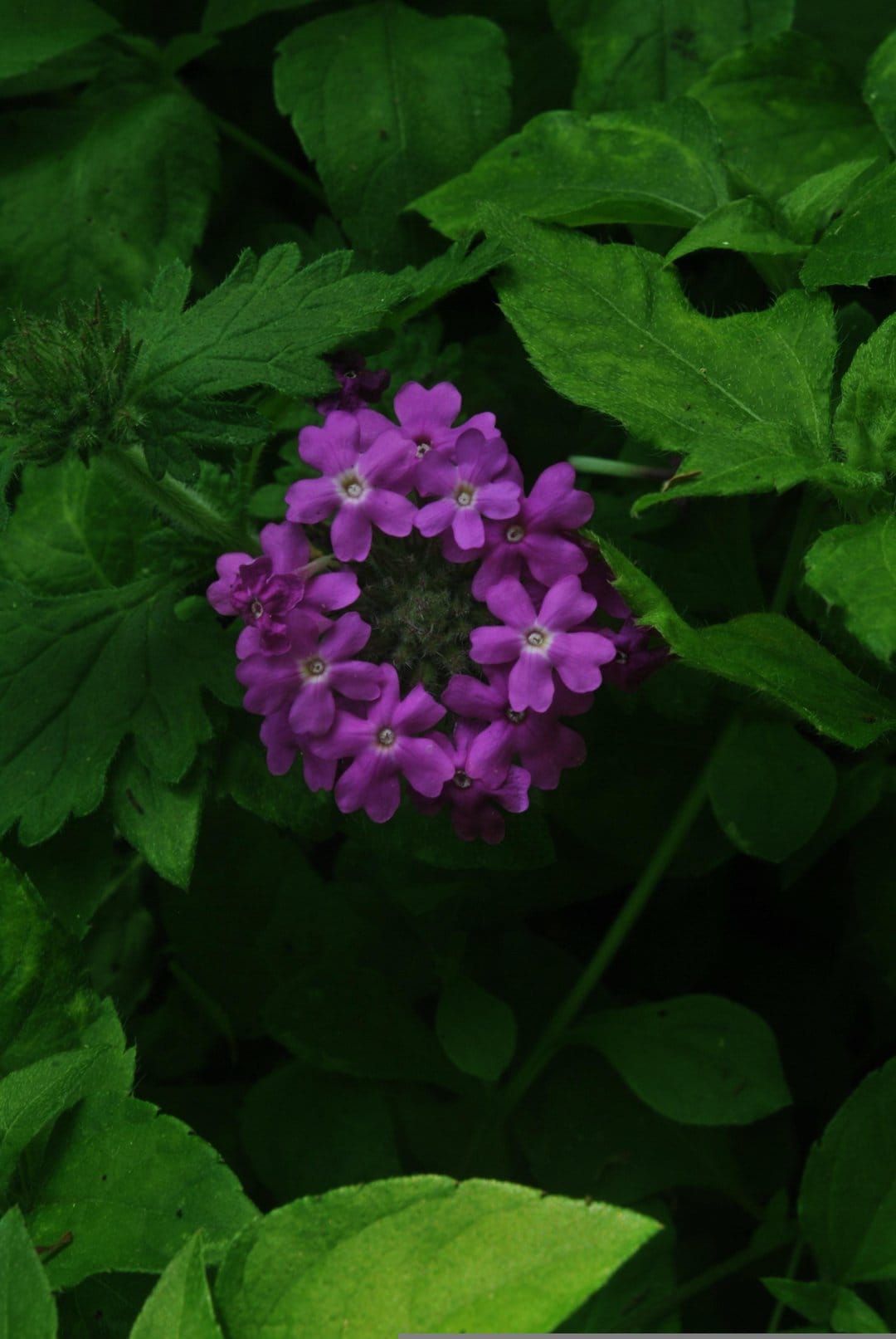 Purple flower clusters with soft petals sit centered among thick green foliage in a vertical macro composition.