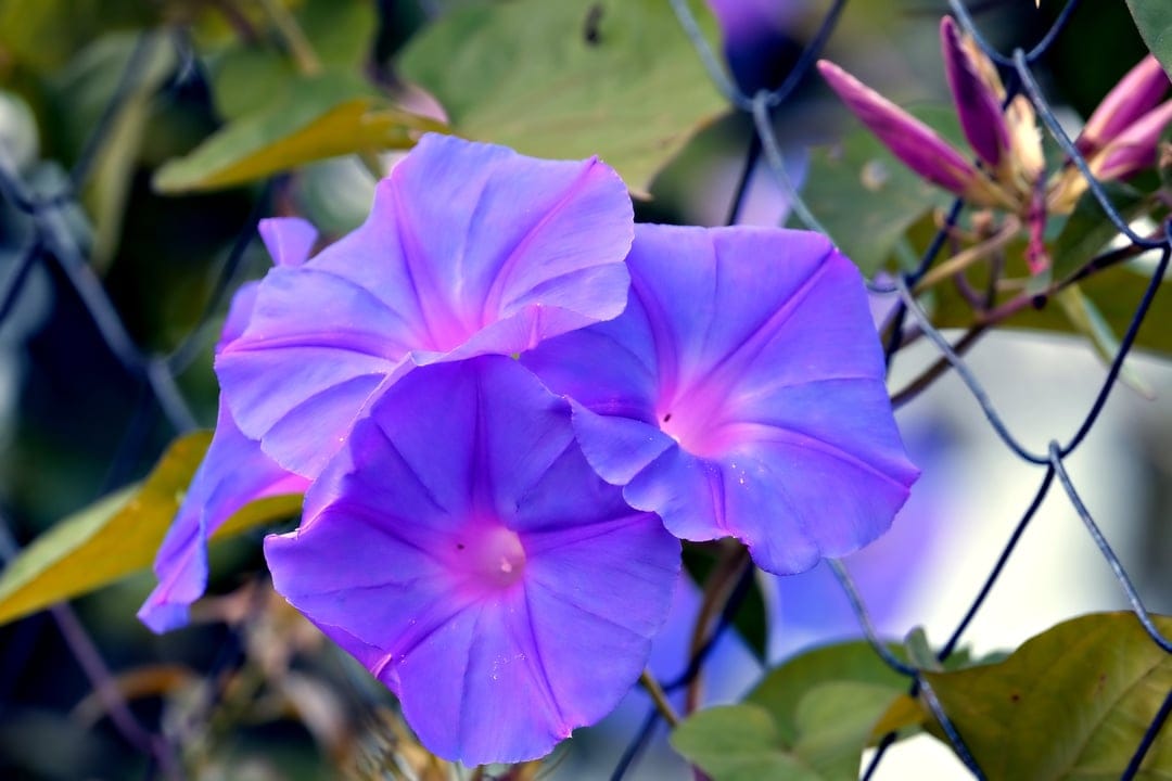 Purple morning glory flowers with pink centers bloom on a wire fence surrounded by green leaves and small buds.