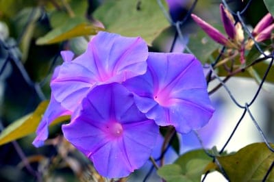 morning glory,cool backgrounds,flowers,desktop backgrounds,flower background,beautiful wallpaper,free background,4k wallpaper,beautiful flowers,free wallpaper,laptop wallpaper,purple,floral background,blue,wallpaper 4k,full hd wallpaper,flower wallpaper,f
