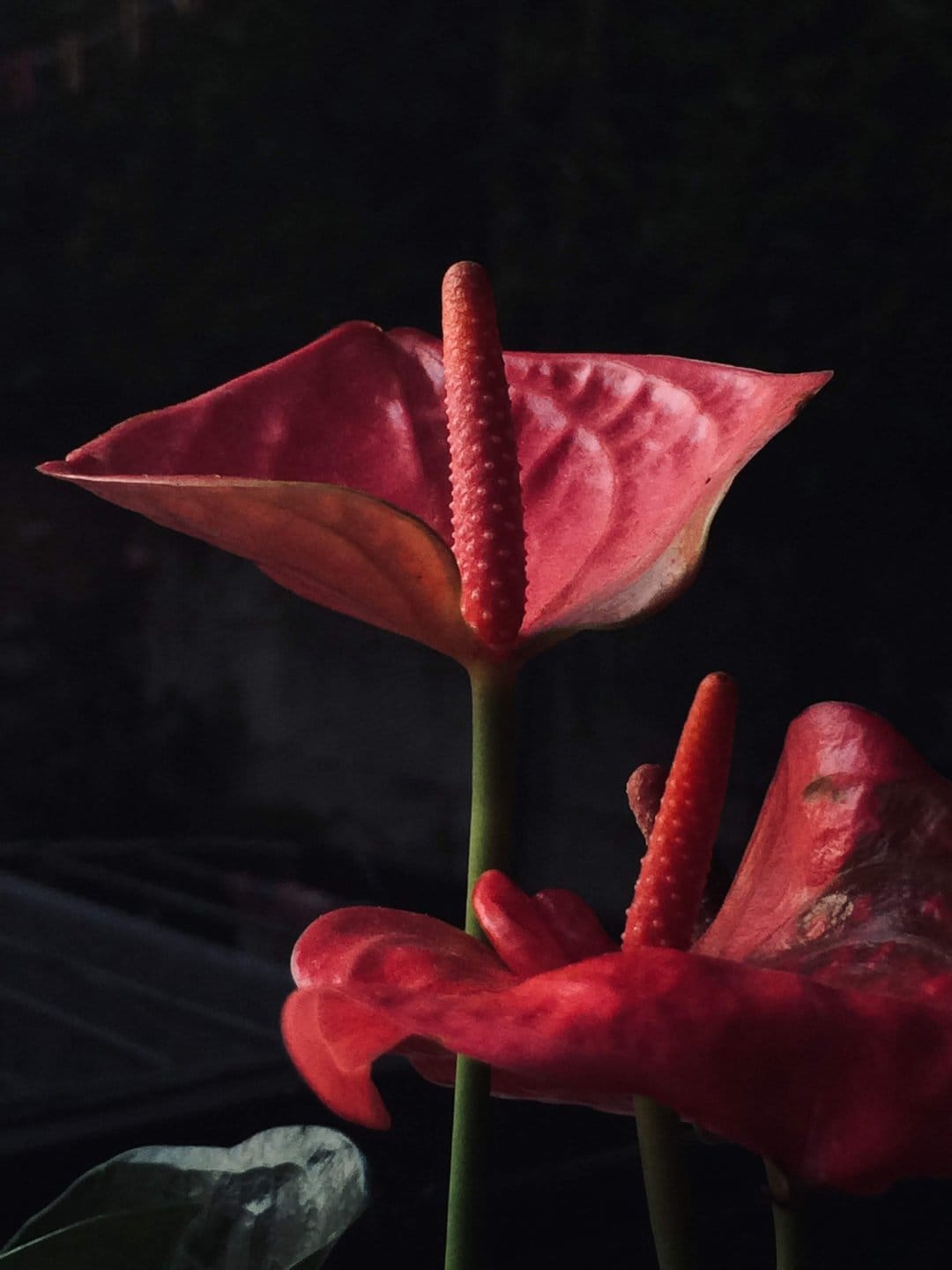 Two red anthurium flowers with glossy heart-shaped leaves and yellow stalks against a solid black background.