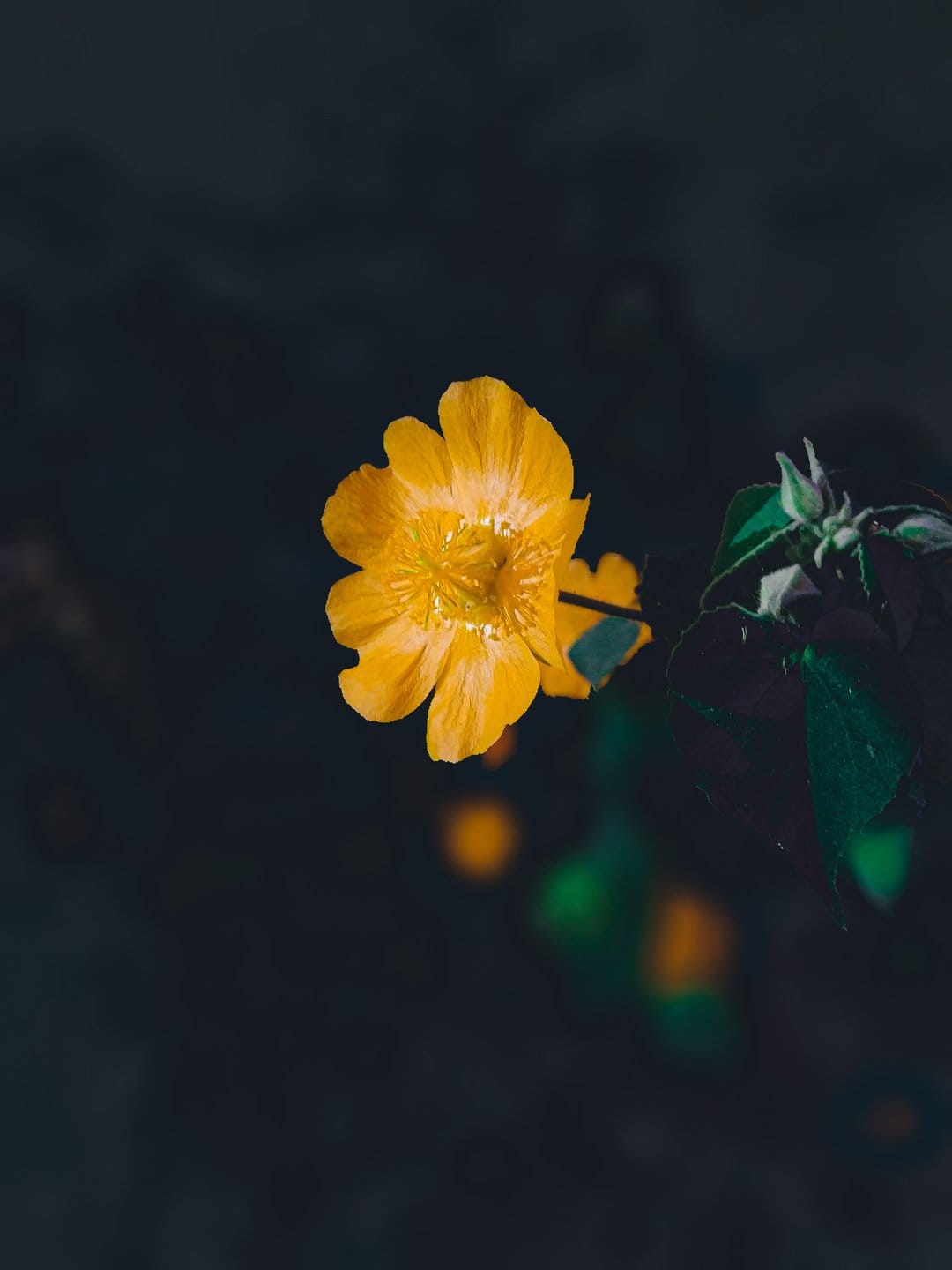 Yellow flower petals with detailed textures glow against a soft bokeh dark background in a macro shot.
