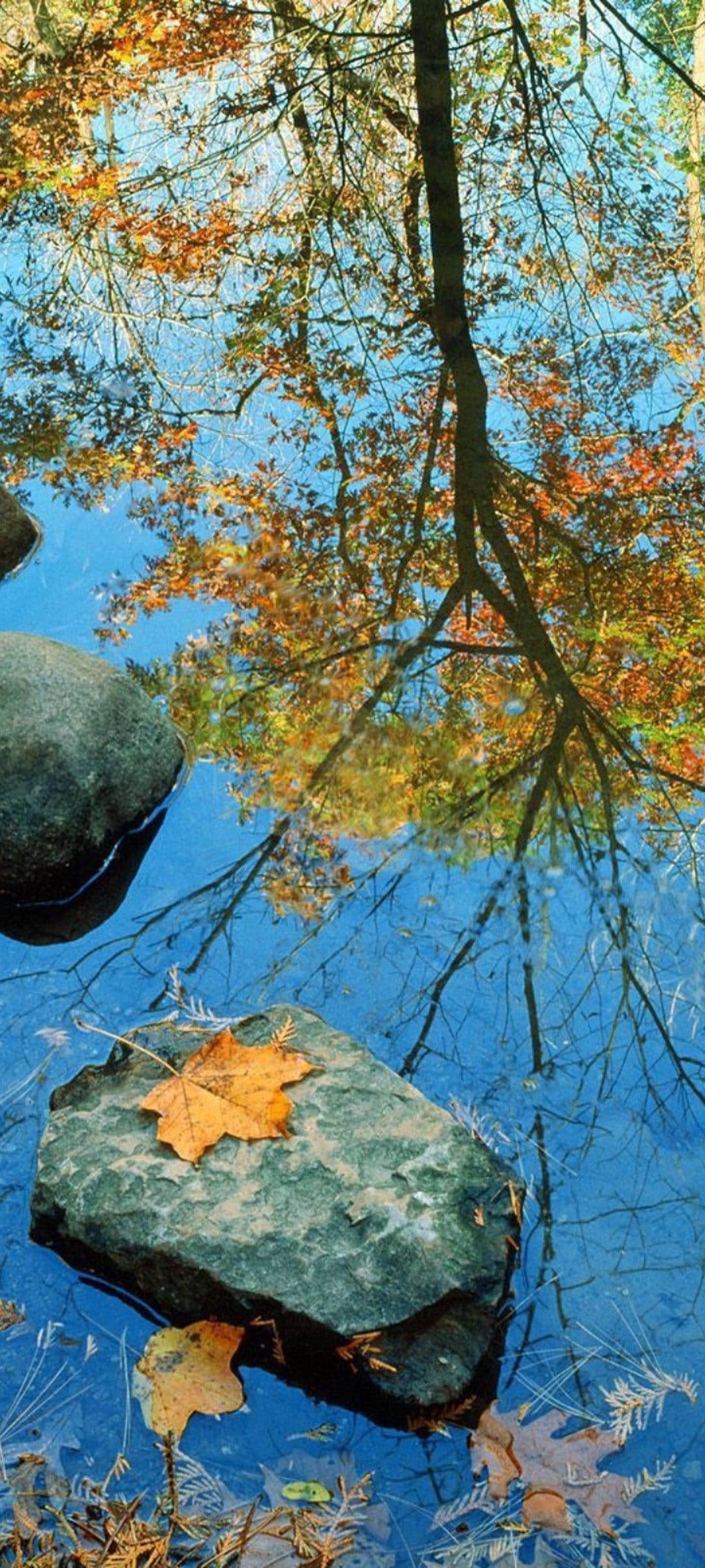 Autumn tree reflection mirrors golden foliage across blue water surrounding smooth river stones and a yellow leaf.