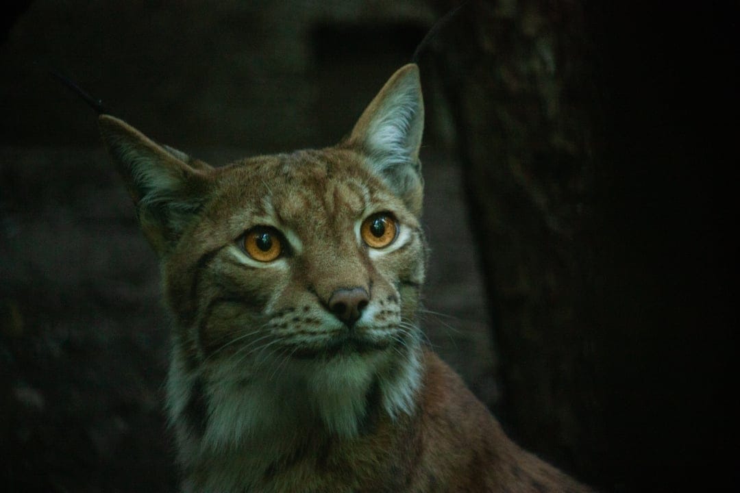 Lynx with pointed ear tufts and glowing amber eyes stares forward against a dark woodland background.