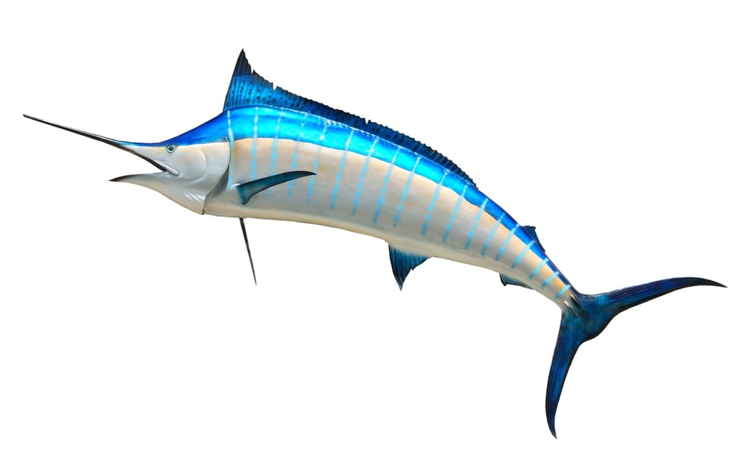Blue marlin with a long pointed bill and striped indigo scales leaps across a solid white minimalist background.