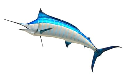 blue marlin,taxidermy,hd wallpaper,fish,wallpaper hd,laptop wallpaper,wallpaper 4k,fishing,beautiful wallpaper,game,marlin,mounted,ocean,windows wallpaper,outdoors,cool backgrounds,saltwater,4k wallpaper,4k wallpaper,sea