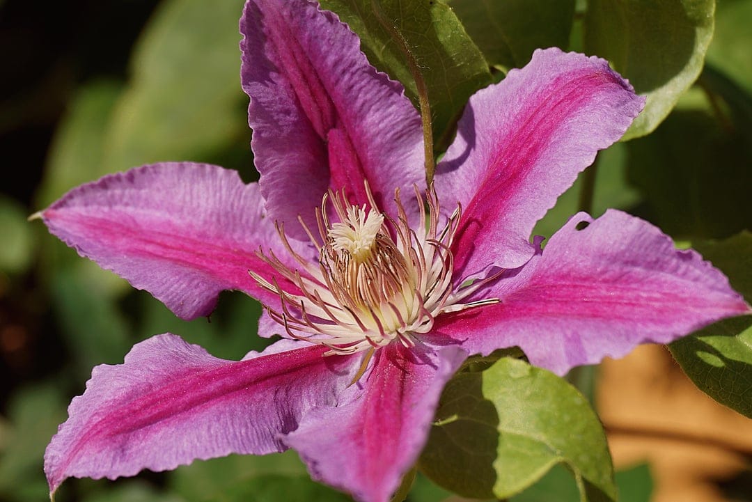 Pink and purple Clematis petals with yellow stamens are illuminated by sunlight against blurred green leaves.
