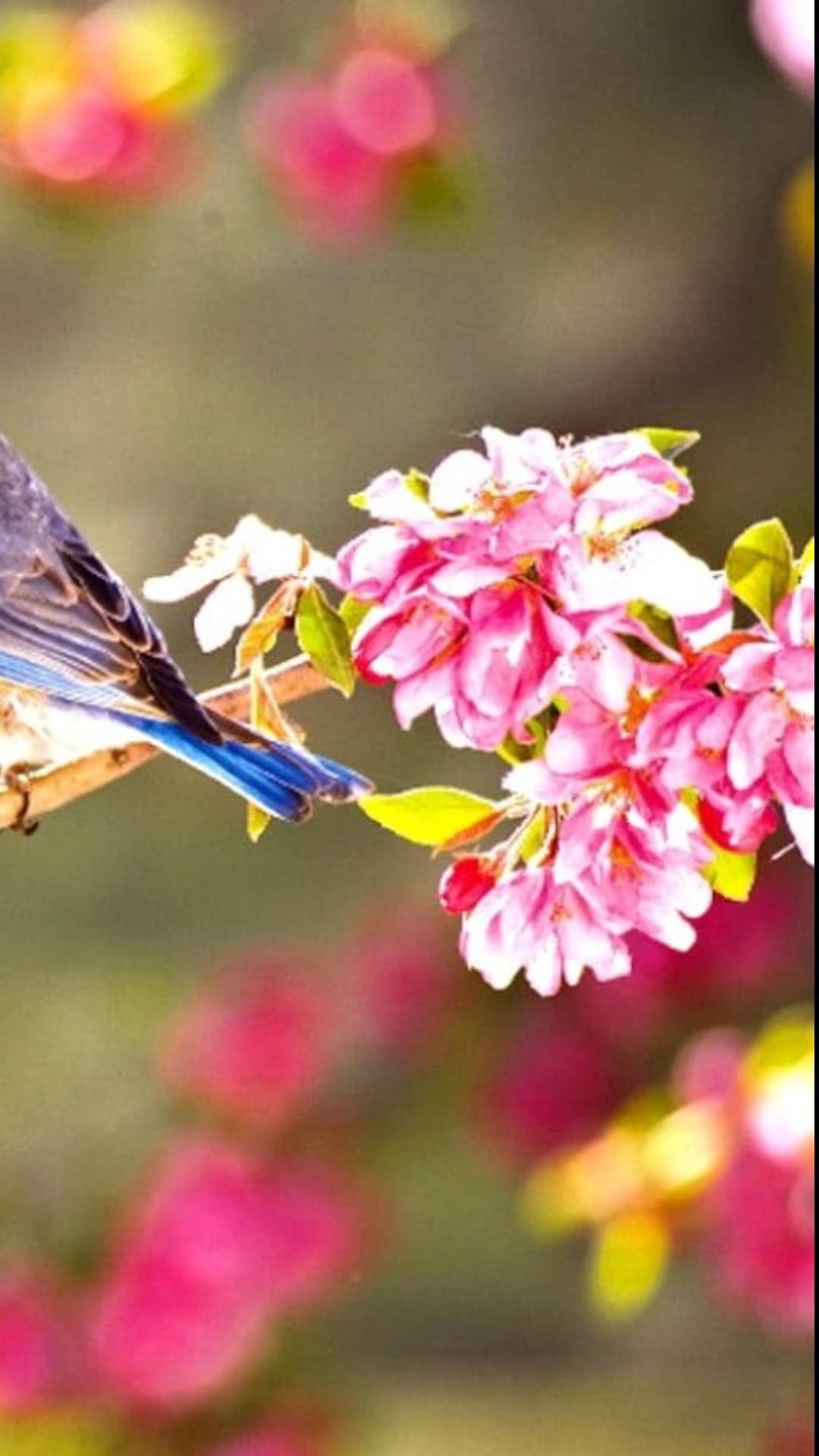 Bluebird with cerulean feathers perches on a branch of pink cherry blossoms against a soft, blurred background.