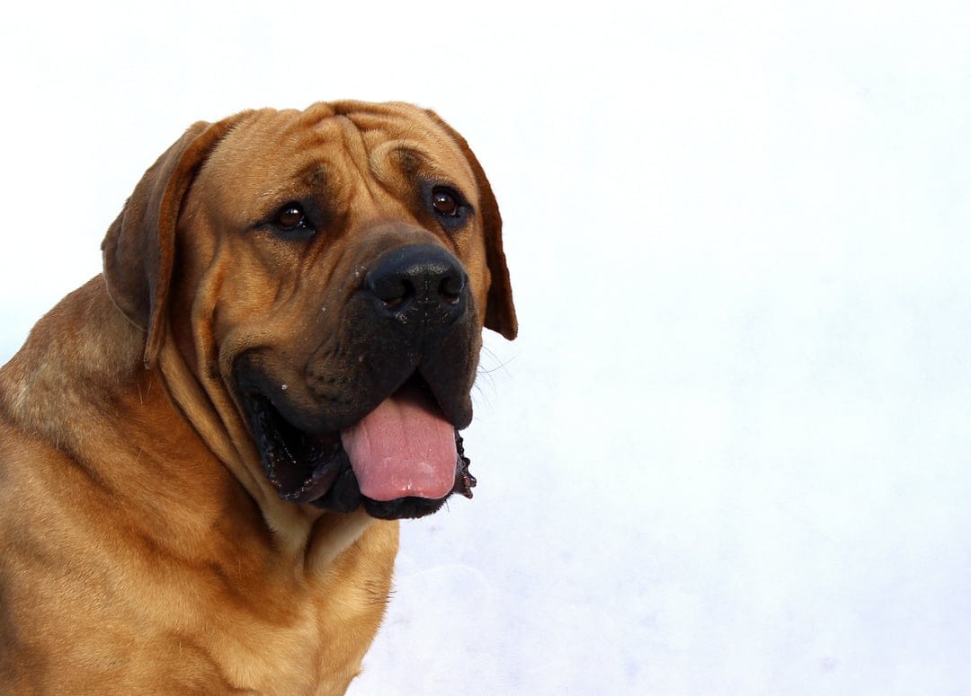 Large brown Mastiff dog with a wrinkled face and pink tongue out against a clean white studio background.