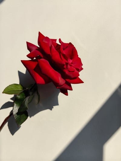 flower,flower background,rose,petals,floral background,beautiful wallpaper,flower wallpaper,rose flower,beautiful flowers,white wall,red,nature,background