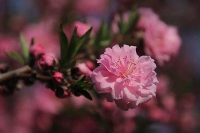 Pink cherry blossoms with visible yellow stamens and delicate petals against a soft bokeh floral background.