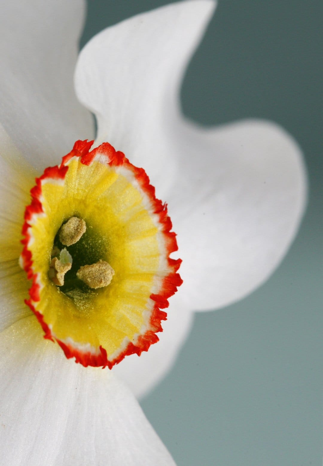 White daffodil center with a yellow trumpet and red rim against a blurred teal background with visible stamens.