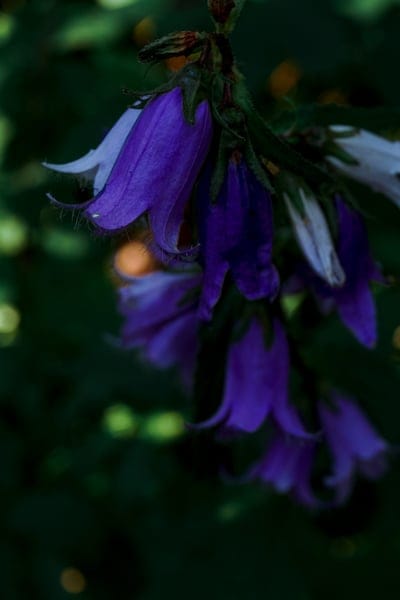 Purple bellflower blossoms with fuzzy petals hang in a dark green garden under soft, glowing bokeh light effects.