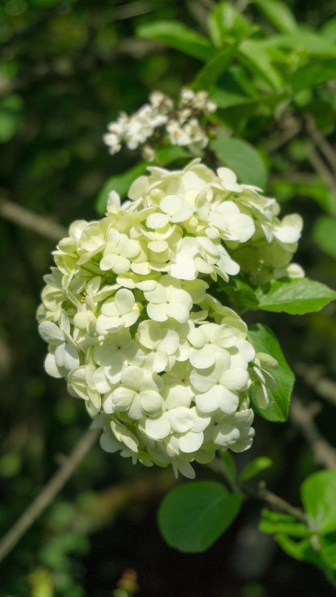 White viburnum flower clusters with rounded ivory petals and green leaves captured in a sharp macro close-up.