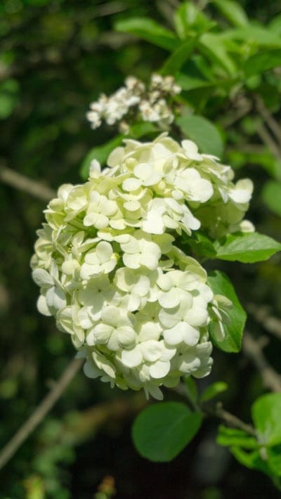 nature,flower background,plant,flower,leaf,flower wallpaper,beautiful flowers,branch