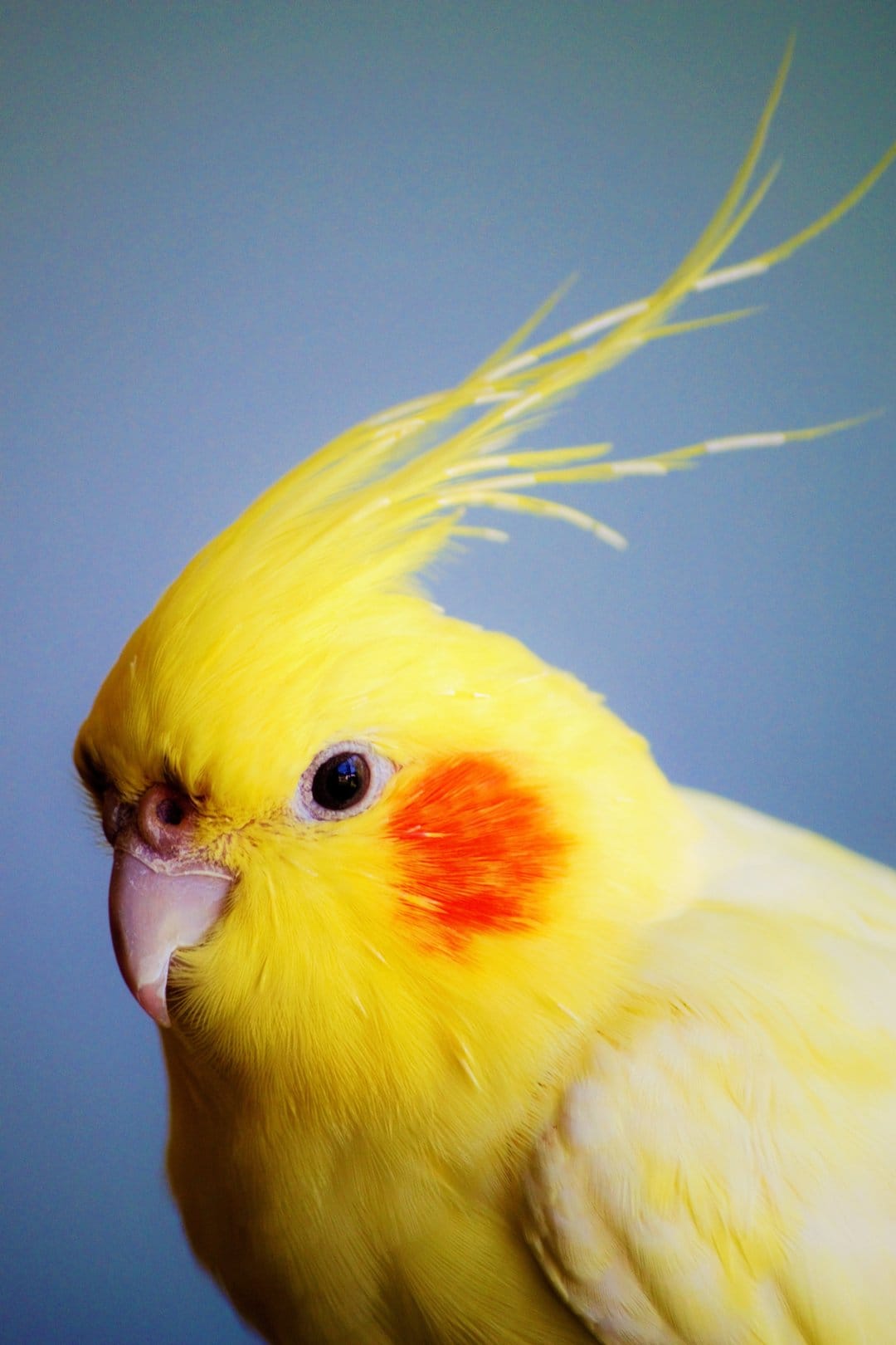 Yellow cockatiel with an upright crest and orange cheek patches looking forward against a blurred blue background.