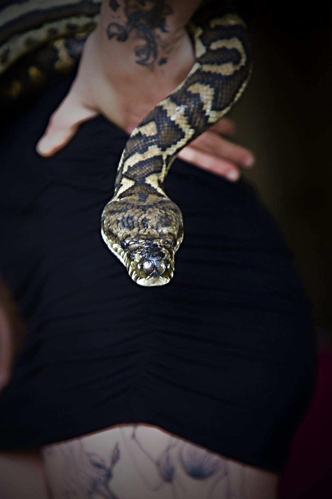 Python snake with patterned scales coils around a tattooed arm against a black ruched dress in a vertical shot.