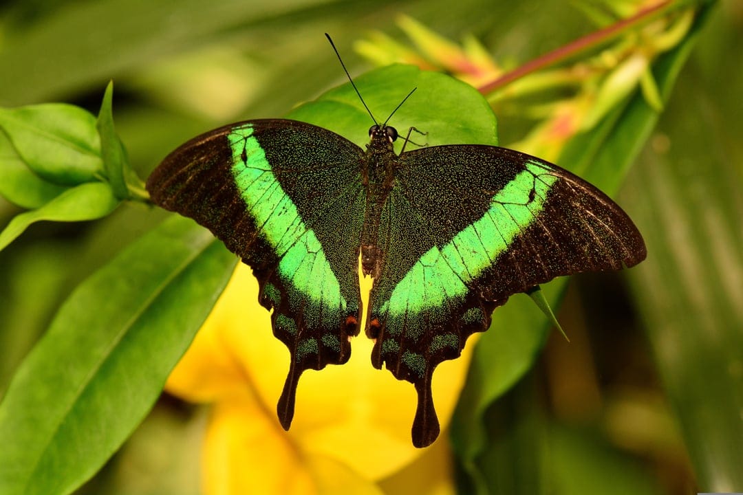 Emerald Swallowtail butterfly with iridescent green wing bands resting on green leaves near a yellow flower.