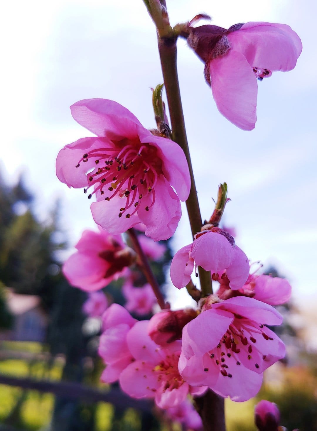 Pink peach tree blossoms with dark stamens and tiny buds bloom against a blurred blue sky and green leaves.