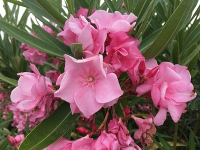 Pink oleander flowers with ruffled petals and dark green leaves in a close-up botanical garden view for mobile.