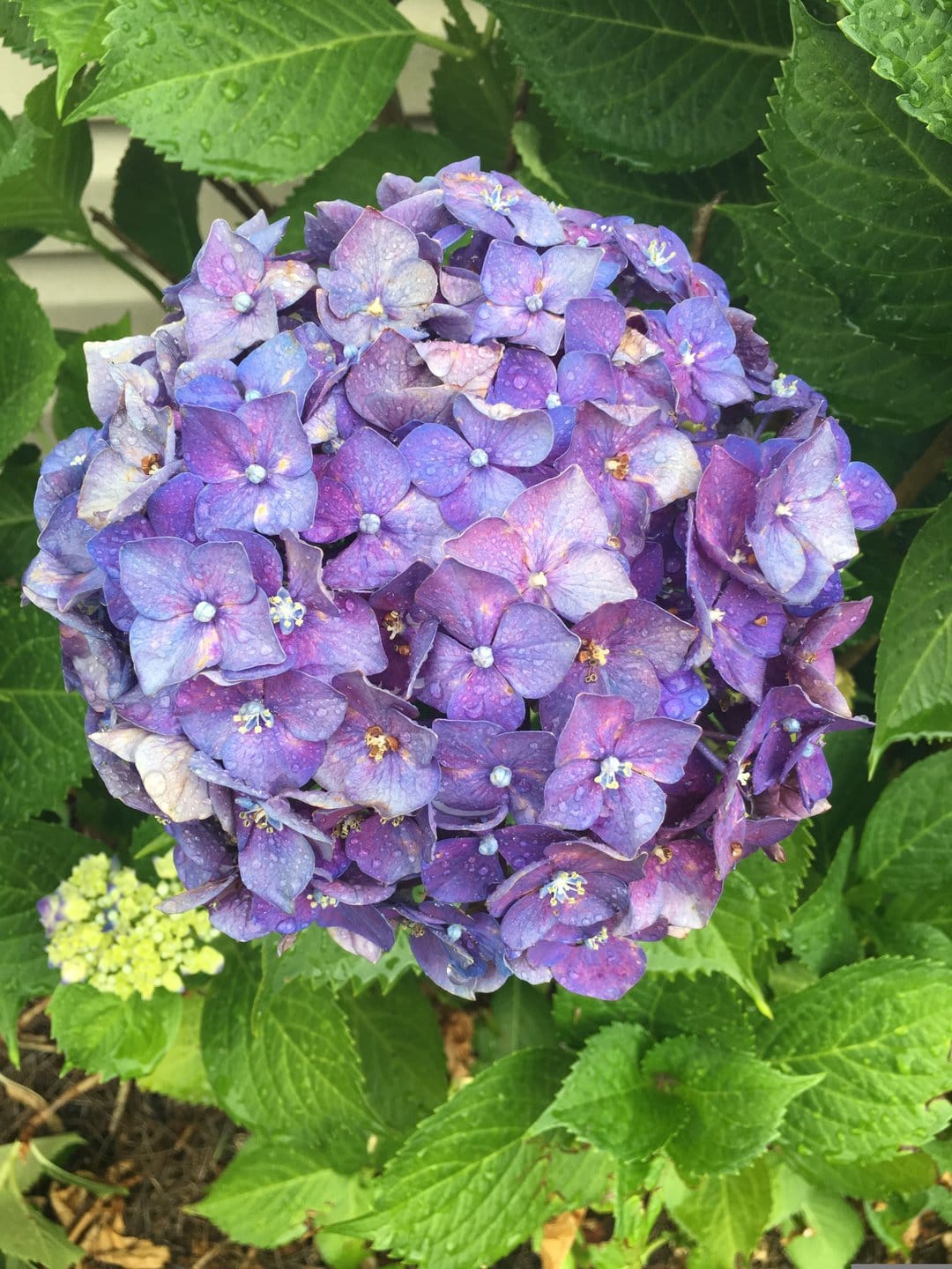 Violet hydrangea flower head with glistening dew drops on petals and lush green foliage in a vertical close-up.