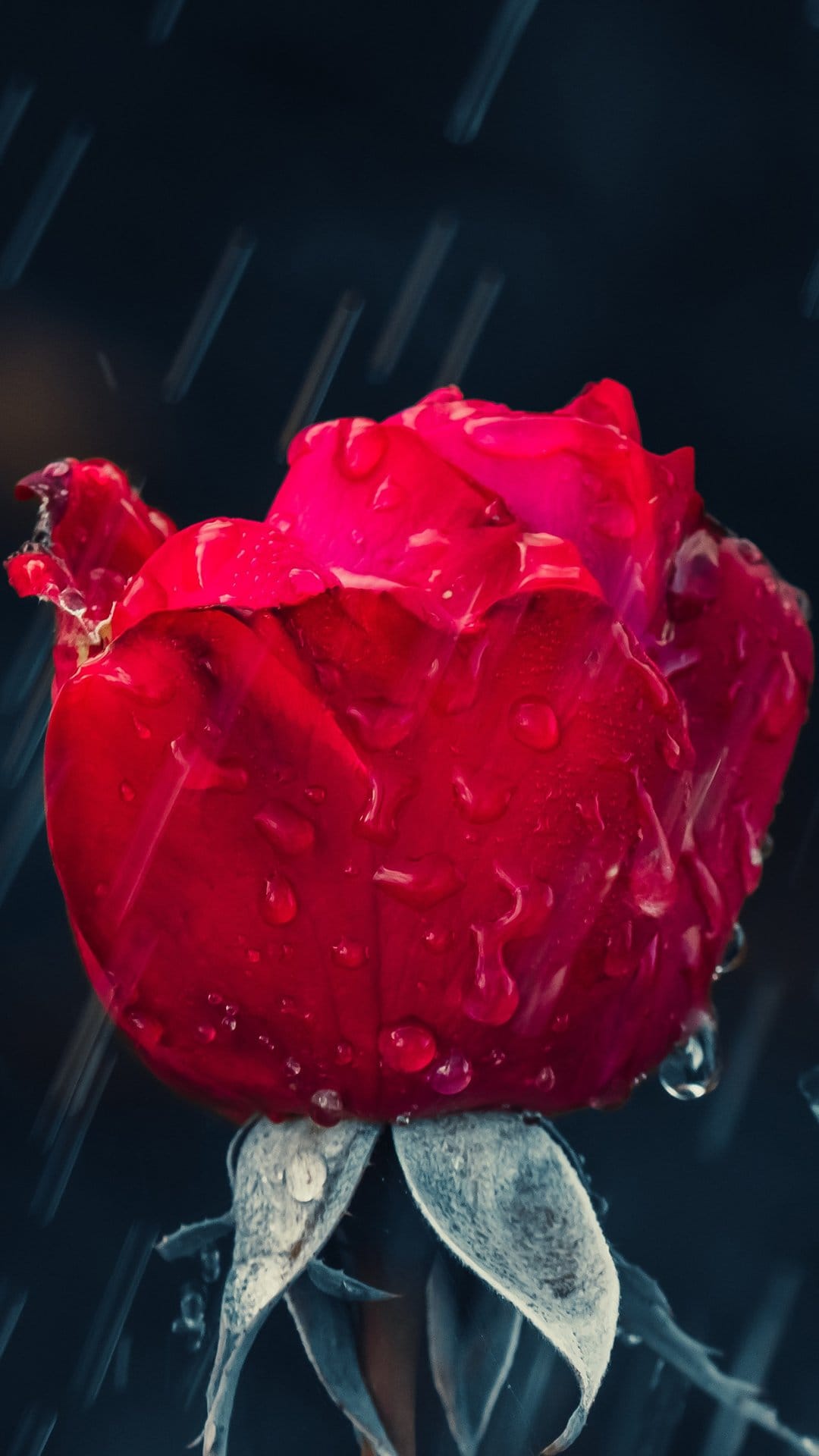 Deep red rose blossom with translucent water droplets against a dark bokeh background in a vertical view.