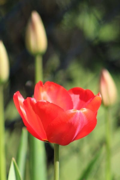 Red tulip flower with sunlight hitting its petals against a blurred green garden background in vertical view.