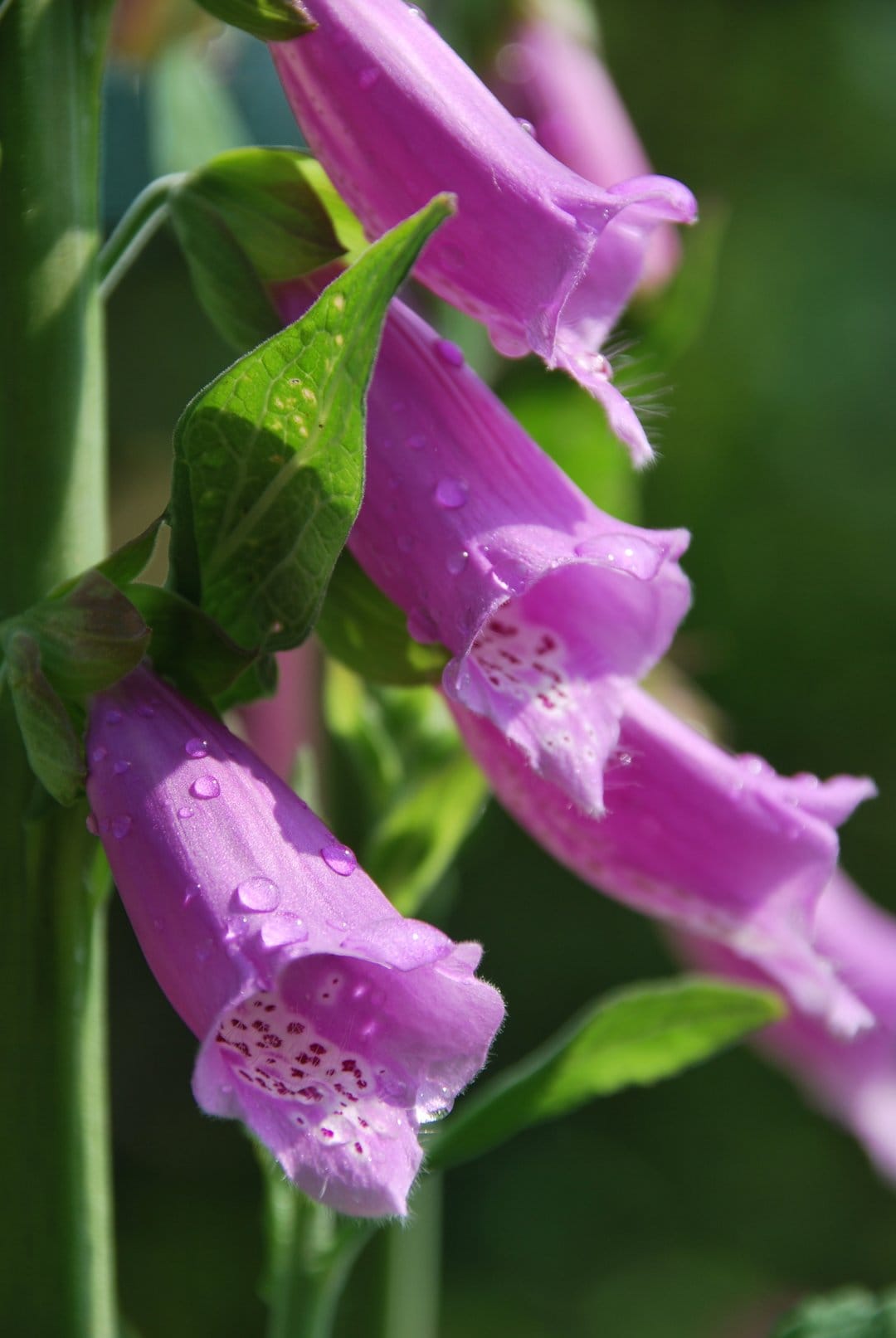 Pink foxglove flowers with speckled petals and sparkling water droplets against a blurred green background.