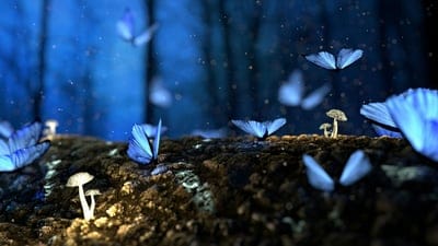 Glowing blue mushrooms and several fluttering butterflies inhabit a dark, mystical forest with ethereal lighting.