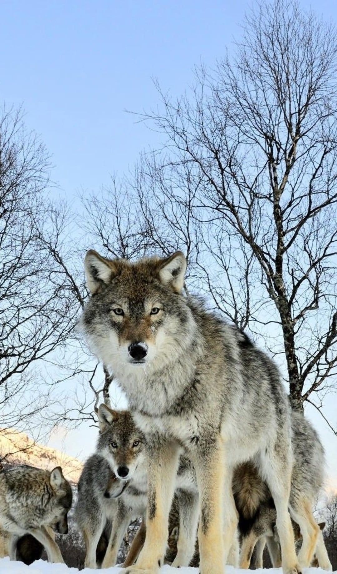 Gray wolves with thick fur stand in deep snow among bare trees under a clear blue sky in a winter wilderness.