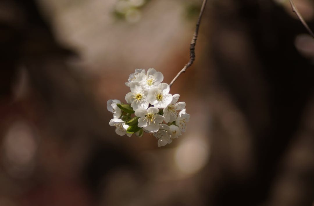 White cherry blossoms with yellow centers on a branch against a blurred warm background with soft bokeh lights.