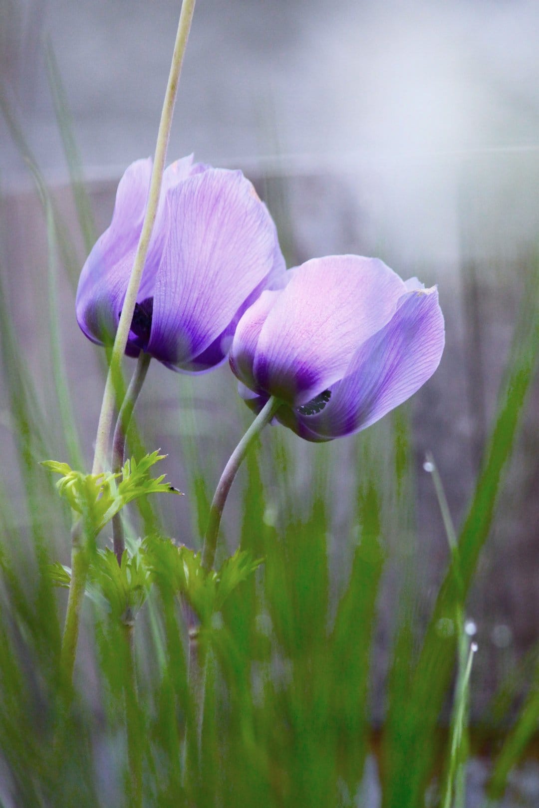 Purple anemone flowers with dark centers bloom amidst dewy grass blades in a soft focus spring garden scene.