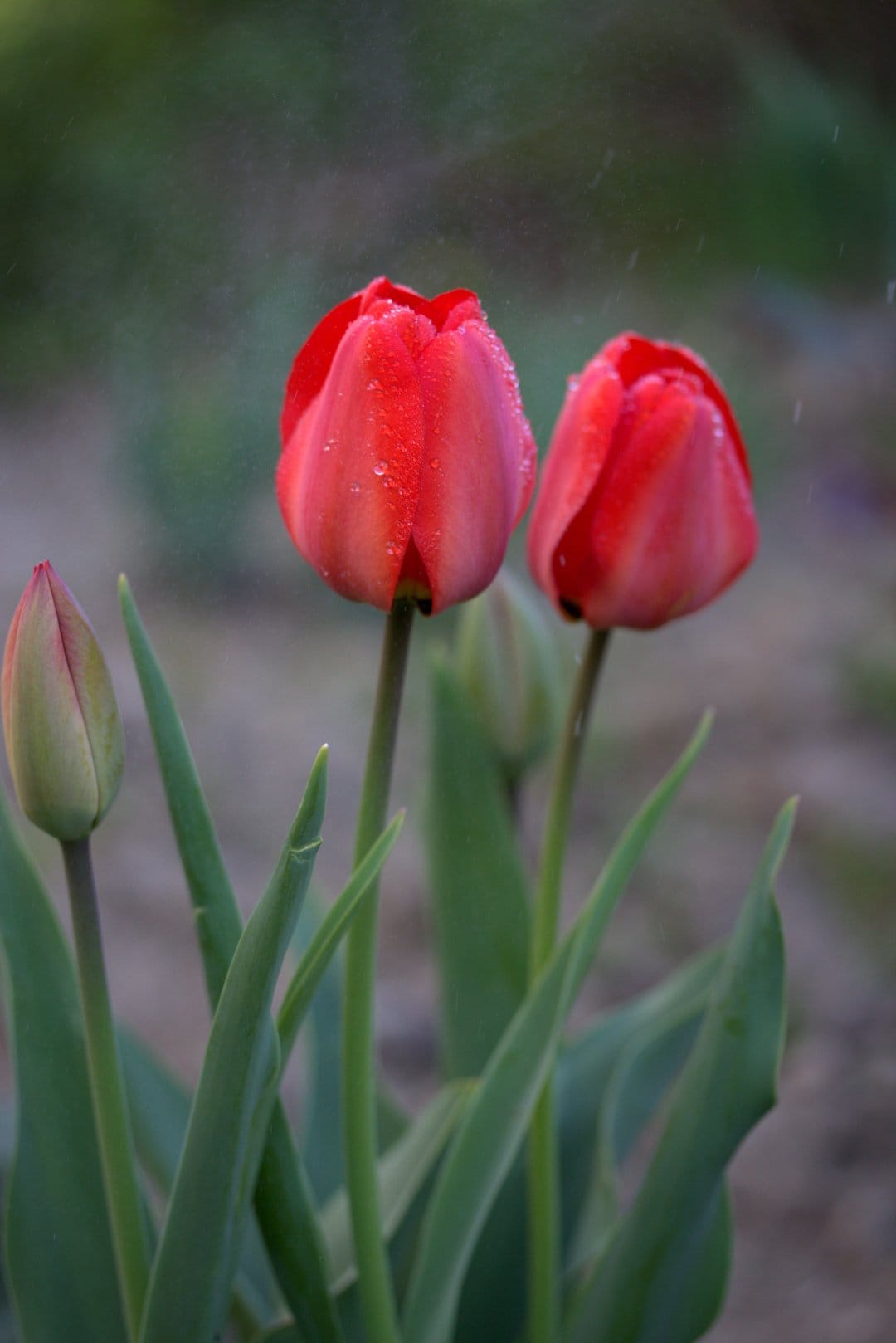 Three red tulips with wet droplets and green stems stand against a blurry background in soft morning light.