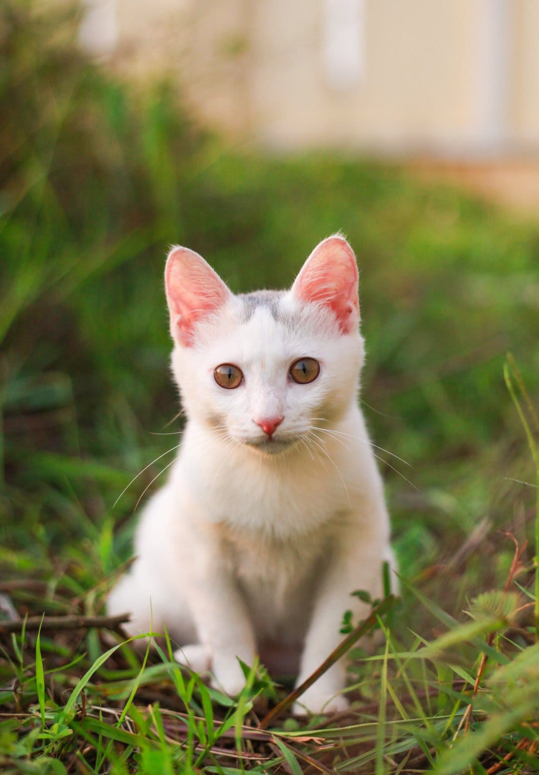 White kitten with amber eyes sits in vibrant green grass with a soft-focus background for a nature portrait.