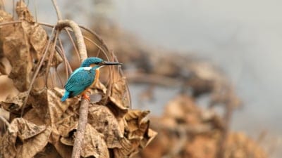 India,Kerala,laptop wallpaper,free wallpaper,desktop backgrounds,common kingfisher,kingfisher,HD wallpaper,bird,avian,4k wallpaper,wallpaper 4k,exotic,free background,feather,plumage,nature,wild,nature background,wilderness