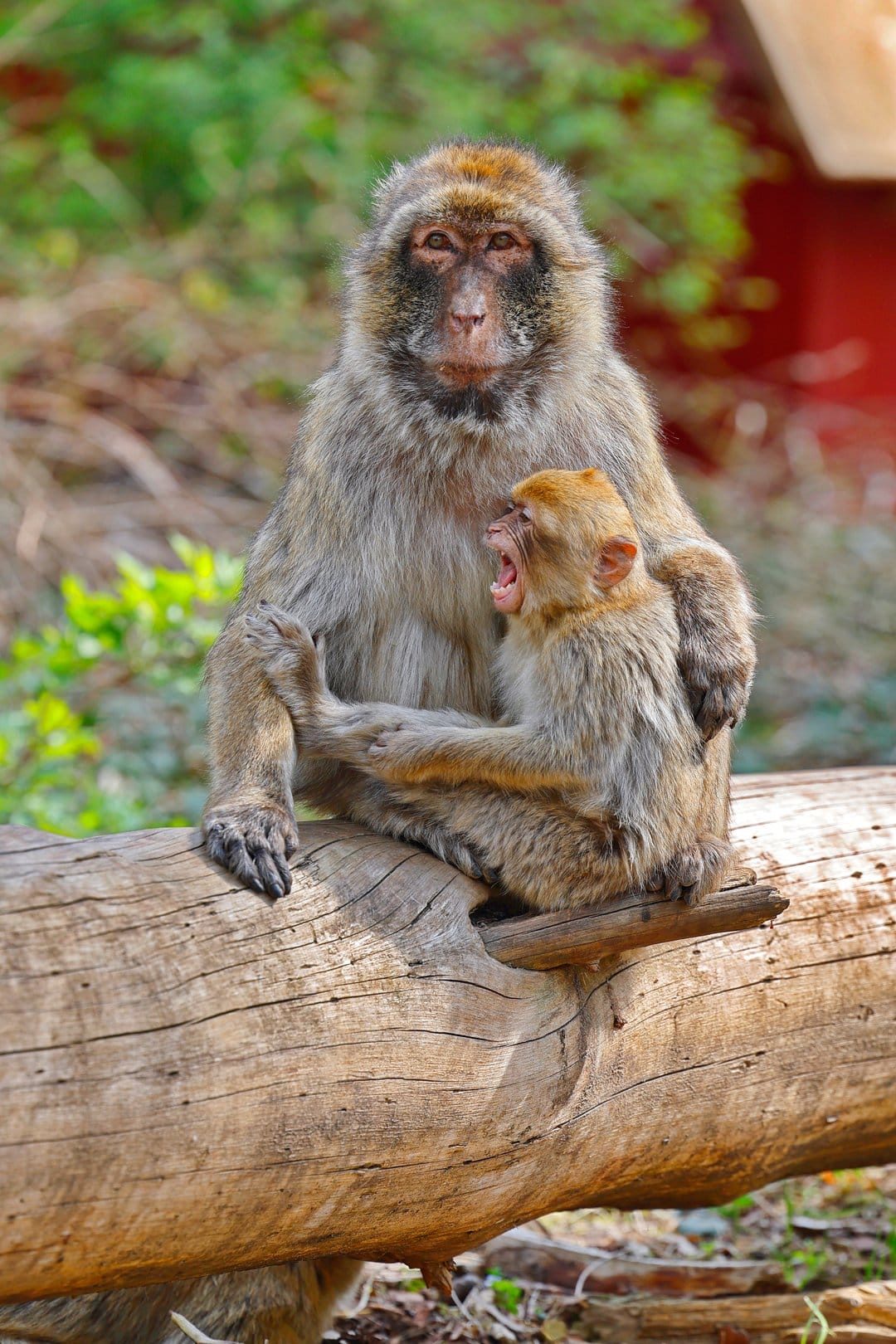 Barbary macaque mother sits on a log while her infant playfully bites her hand against a soft green background.