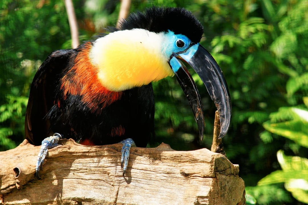 Spectacled Vulture-toucan with blue eye skin and yellow throat sits on a log against blurred green jungle leaves.