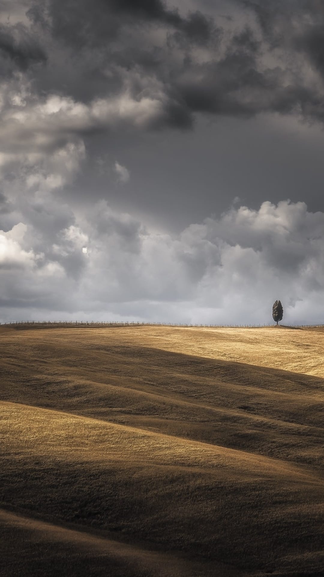 Slender cypress tree stands on a golden rolling hill under heavy storm clouds in a moody landscape background.