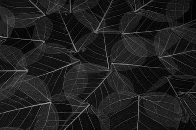 Aesthetic leaf wallpaper,Aesthetic leaf,Aesthetic leaf desktop wallpaper,leaf,nature
