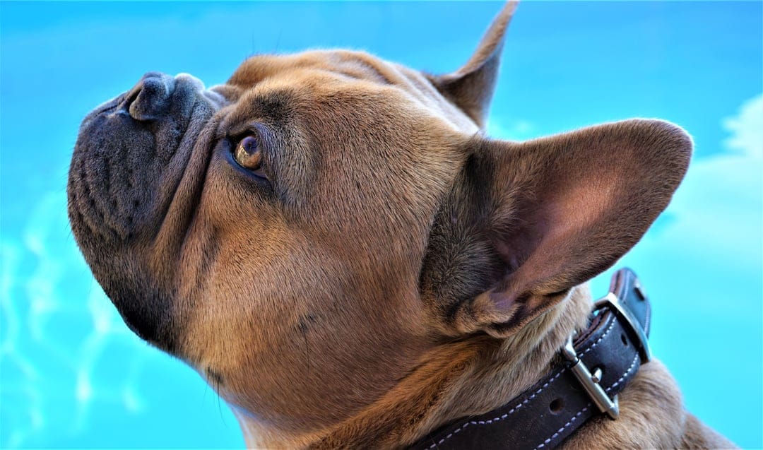 Fawn French Bulldog with large ears looking up at a blue sky while wearing a dark leather collar outdoors.