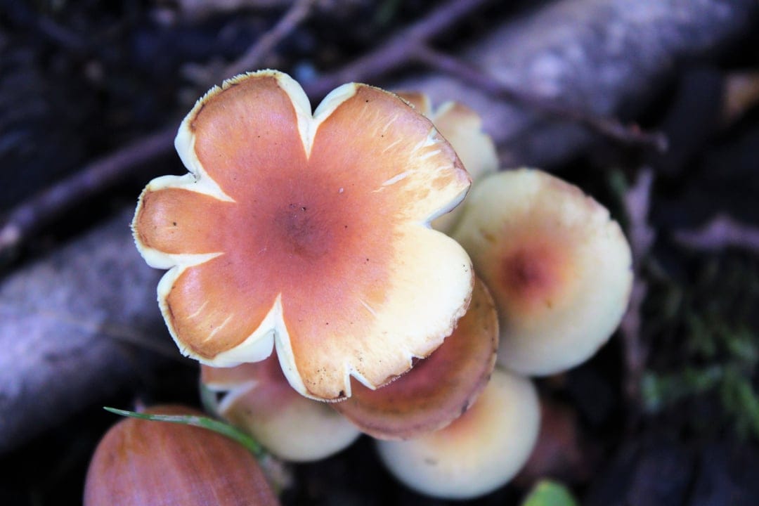 Orange and white star-shaped mushrooms grow amidst dark forest moss and twigs in a macro overhead view.