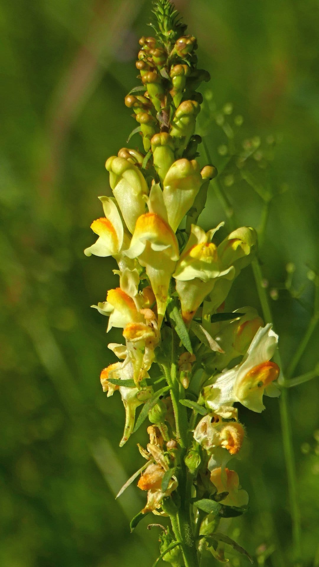 Yellow toadflax flowers with orange highlights and green buds stand against a soft, out-of-focus green background.