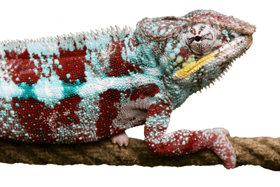 reptile,lizard,free background,animal,wallpaper 4k,background,multicolored,nature,pangolin,exotic,claw,creeping animal,to crawl,laptop wallpaper,free wallpaper,dandruff,beautiful wallpaper,wallpaper hd,4k wallpaper,windows wallpaper